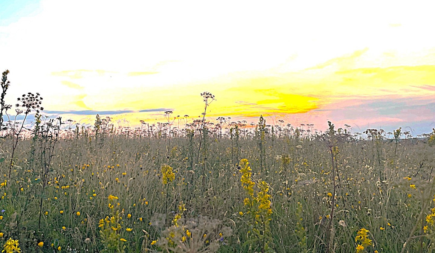 Wiese Blumen, © KV Mönchgut