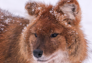 Wintersafari im Zoo Schwerin. Lernt den Zoo und seine Bewohner nach regulärer Schließzeit bei einer exklusiven Wintersafari kennen., © Zoo Schwerin