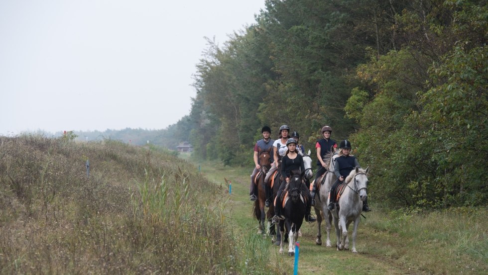 Als Reiterhof Gränert haben wir uns mit unseren Mecklenburgern auf Tages- und Wanderritte spezialisiert., © TMV/ Frank Hafemann