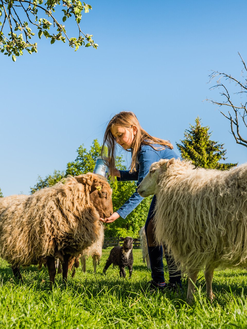Waldhof Bruchmühle – Schafe füttern, © TMV/Tiemann