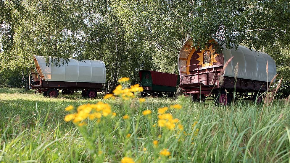 Planwagen im Birkenwäldchen, © Planwagencamping/Köster