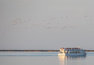 Beobachten Sie das faszinierende Naturschauspiel der majestätischen Kraniche bei einer Schiffstour ab Stralsund durch den Nationalpark Vorpommersche Boddenlandschaft zum Schlafplatz der Kraniche Nähe „Pramort“., © Weiße Flotte GmbH