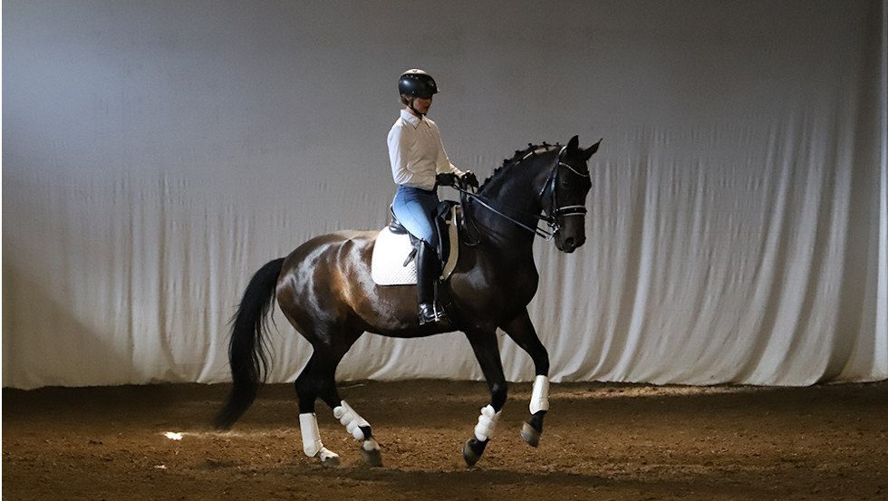Eines unserer Pferde beim Training., © Pferdetheater/Detlef Witt