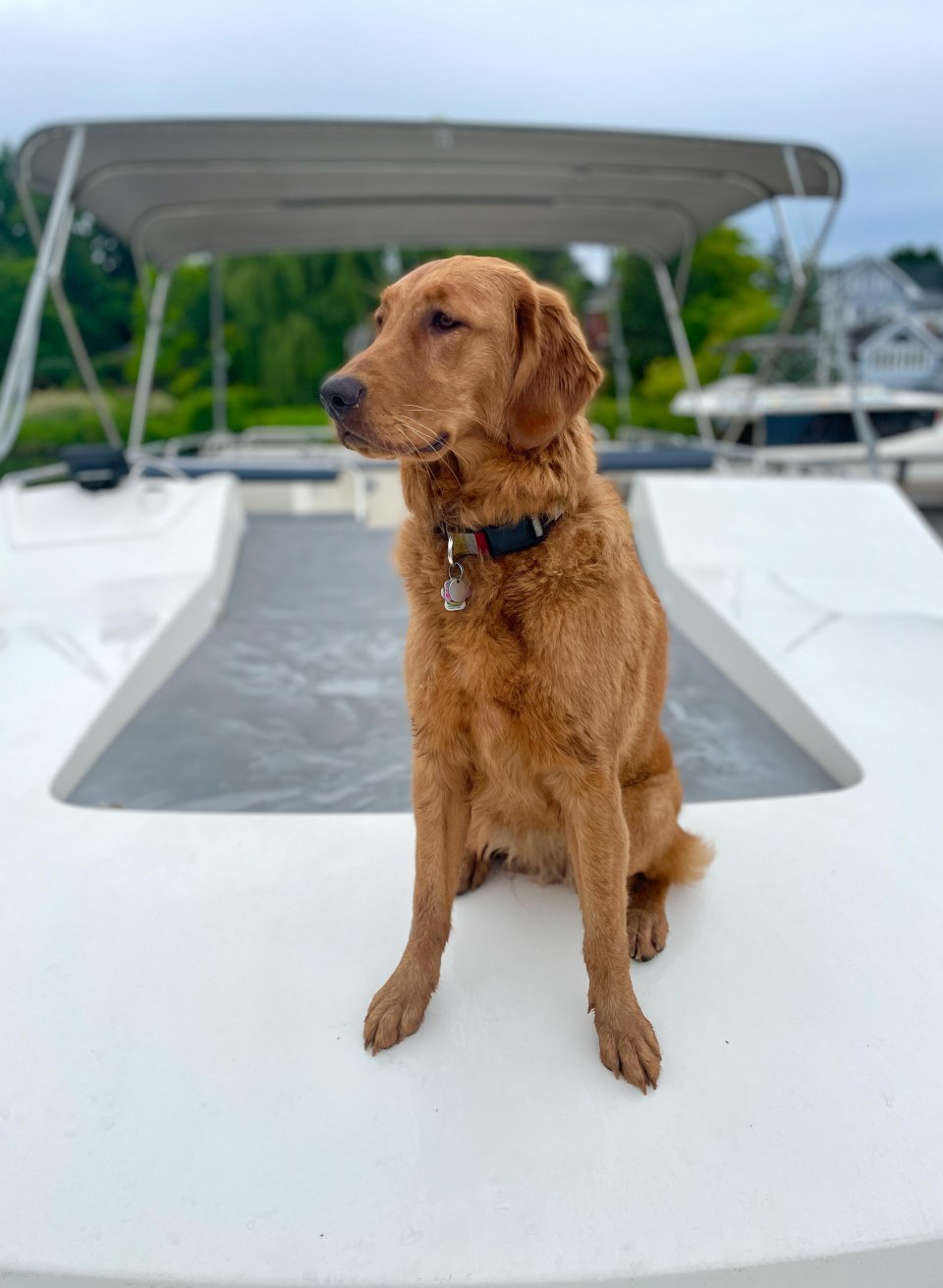 le boat Hund, © Clare Mansell &amp; Jane Ggeoghegan