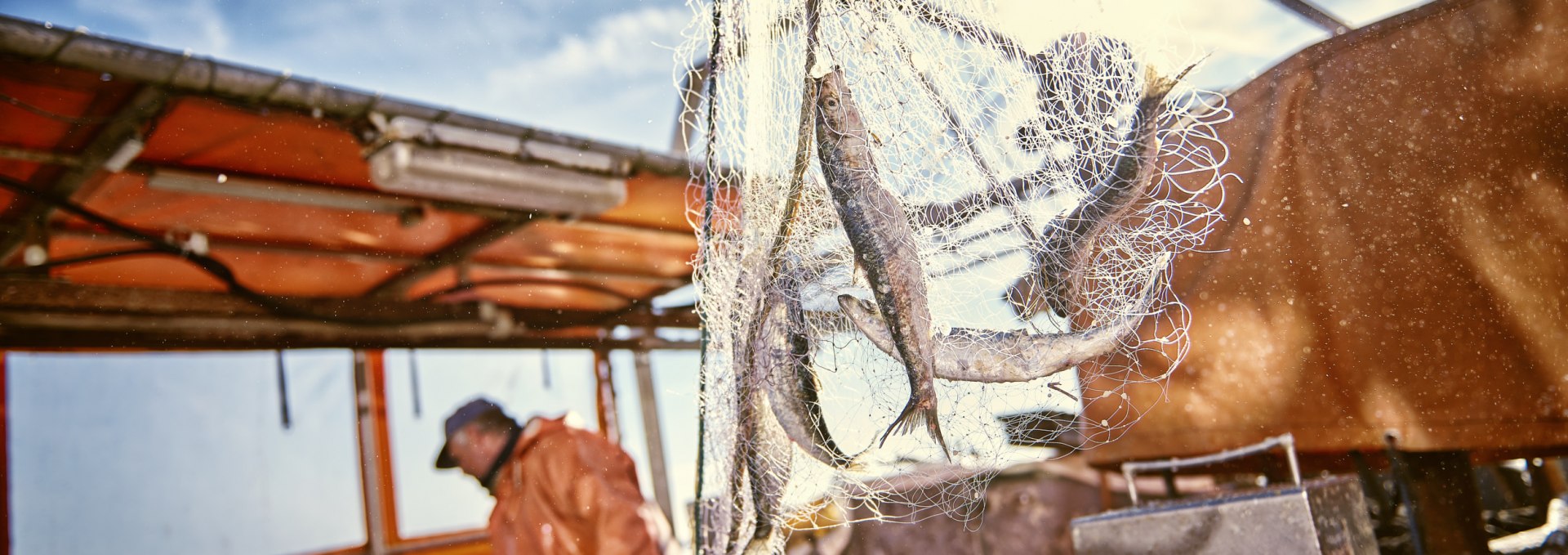 Der Hering kommt. Anlanden im Fischereihafen Freest, © TMV@pocha.de