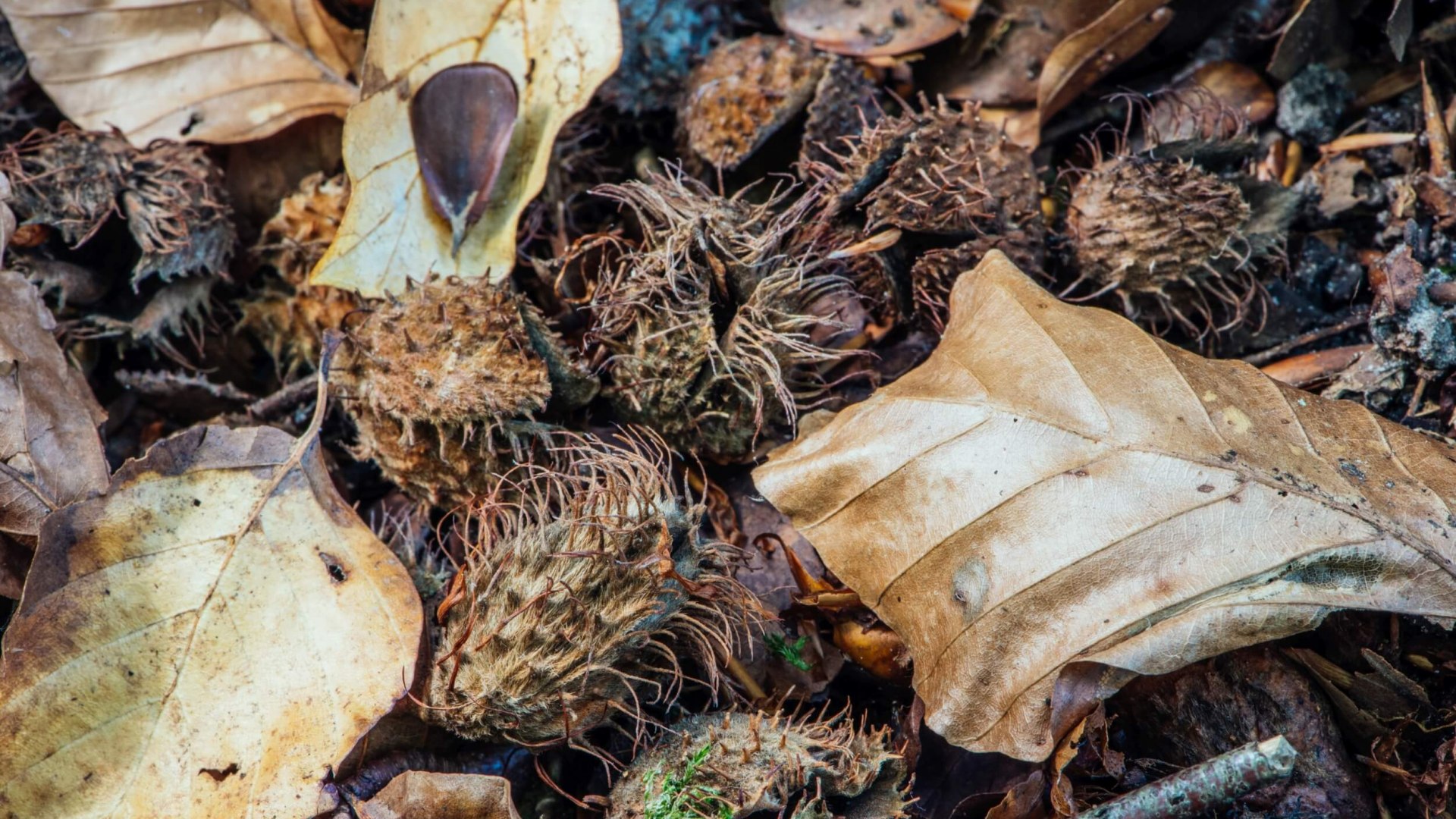 Bucheckern, frisch vom Baum, © TMV/Tiemann