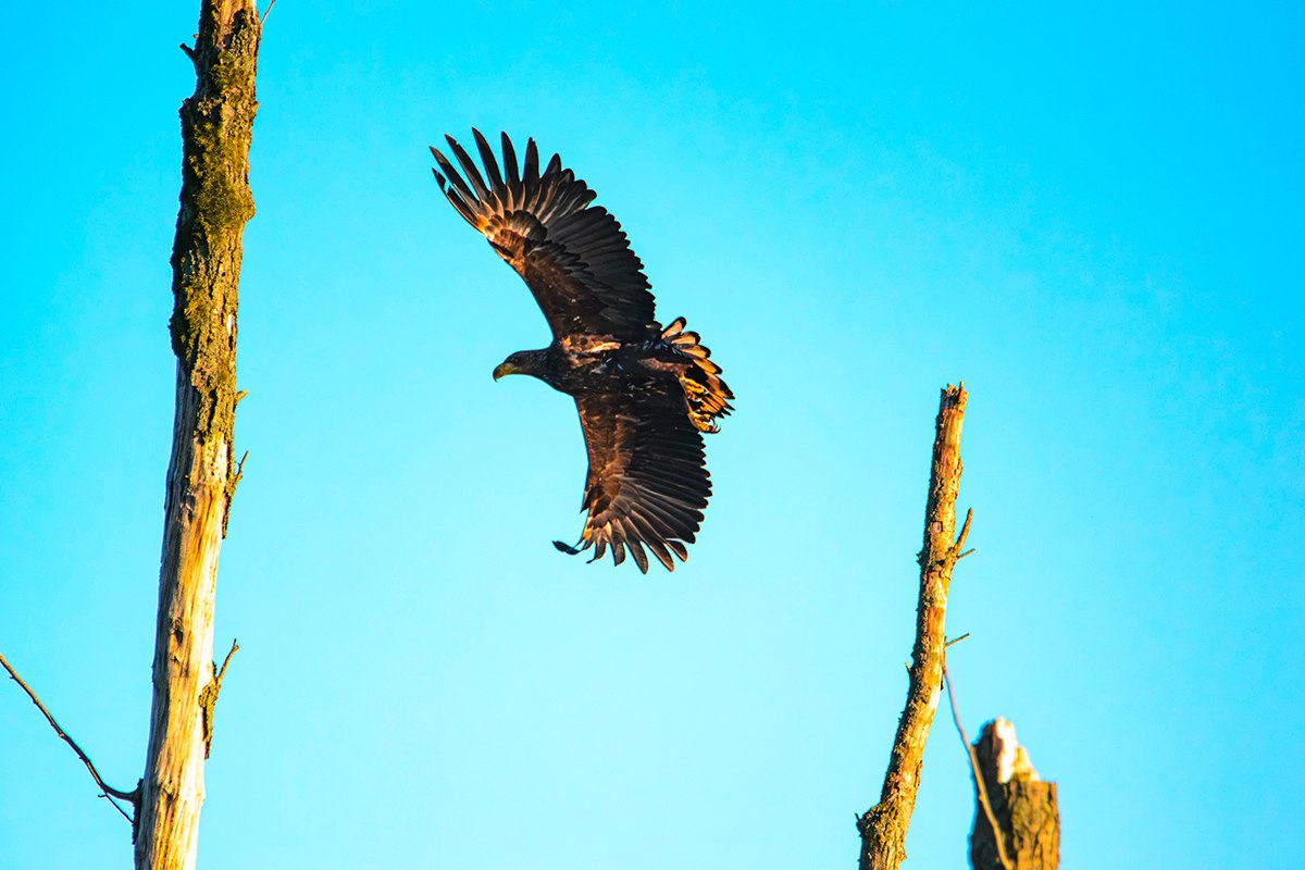 Reise ins Revier der Seeadler, © Vogeltouren MV