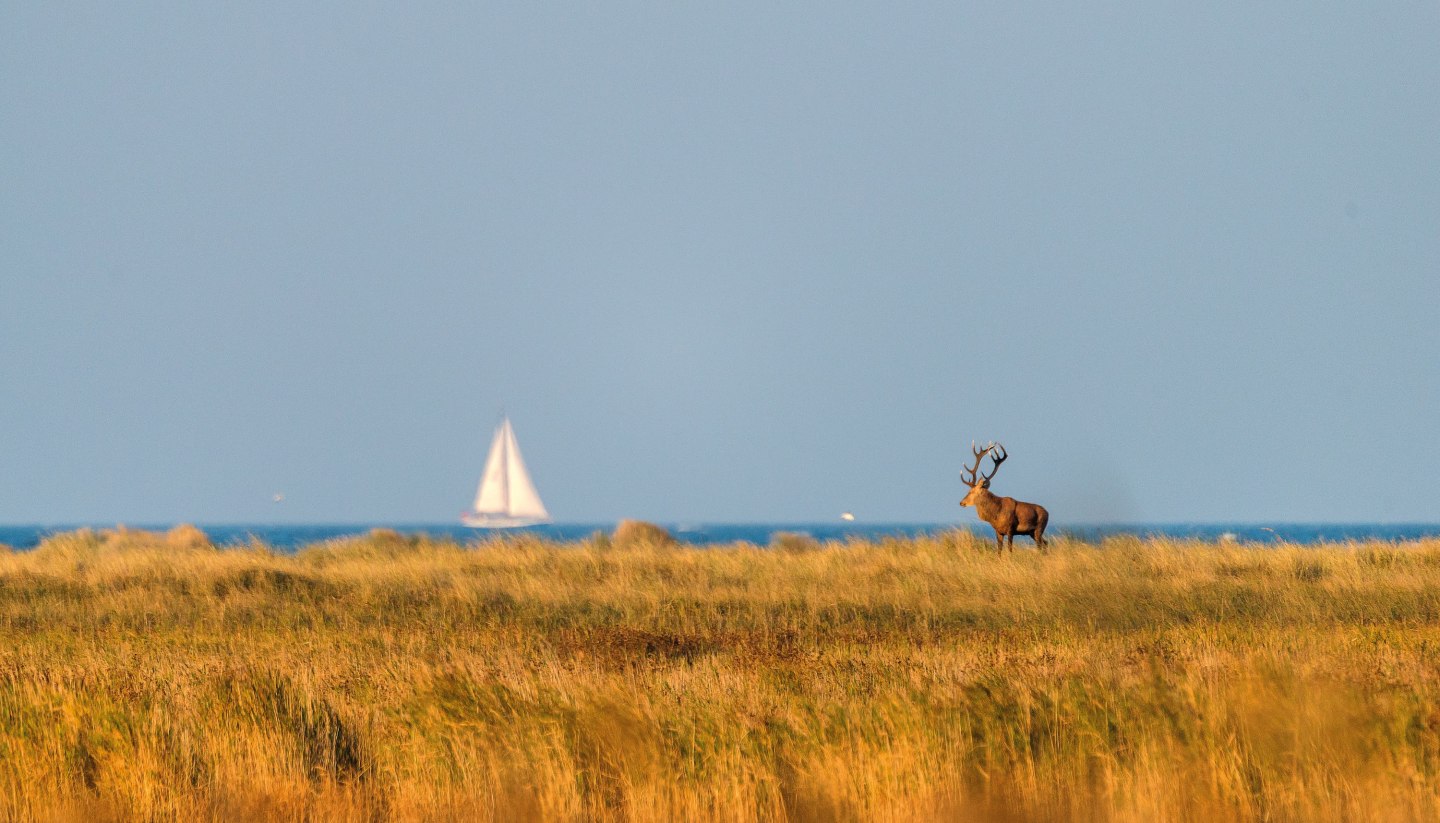 Ein prächtiger Hirsch steht majestätisch in der goldenen Herbstlandschaft des Nationalparks Vorpommersche Boddenlandschaft, während im Hintergrund ein Segelboot friedlich über das Boddenmeer gleitet – ein harmonisches Zusammenspiel von Wildnis und Küstenidylle.