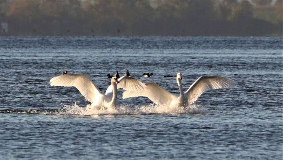 Schwäne auf der Müritz, © Heino Kirchhof