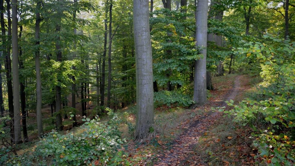 Wanderweg zum Reiherberg, © Kurverwaltung Feldberger Seenlandschaft