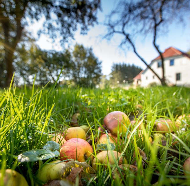 Streuobstwiese im Herrenhaus, © Florian Foest