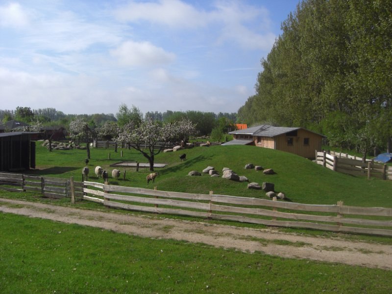 Schafe und Ziegen zum Streicheln, © Eselhof Schlage