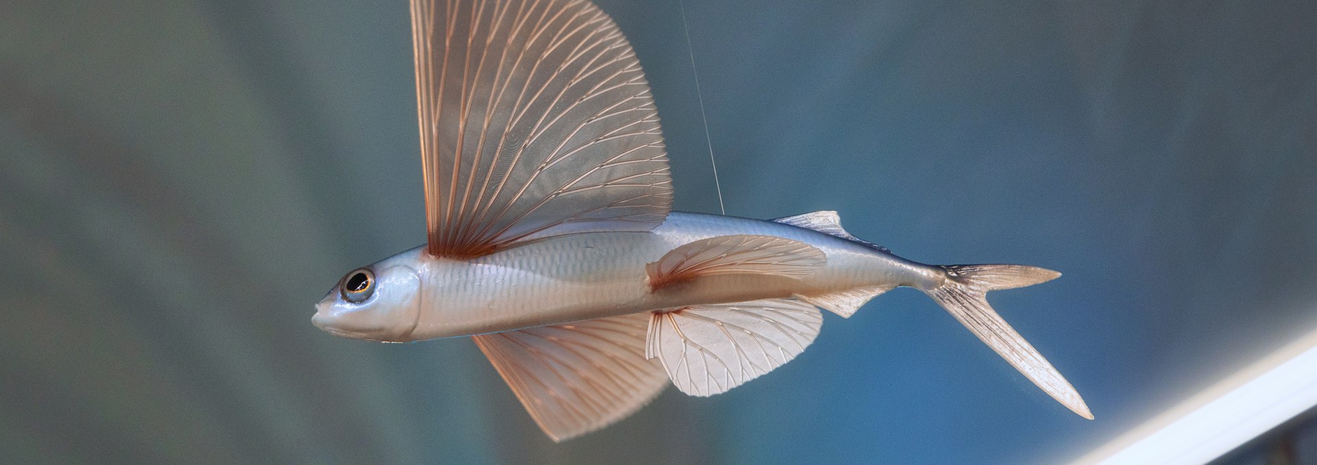 Modell eines fliegenden Fisches im MEERESMUSEUM (Foto: Anke Neumeister/Deutsches Meeresmuseum)