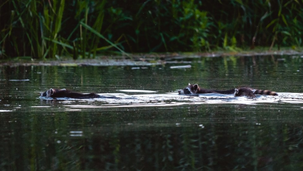 Biber, Otter, Reh- und Rotwild sind an der Recknitz zu Hause, manchmal taucht auch eine Waschbärenfamilie auf, © Erik Groß