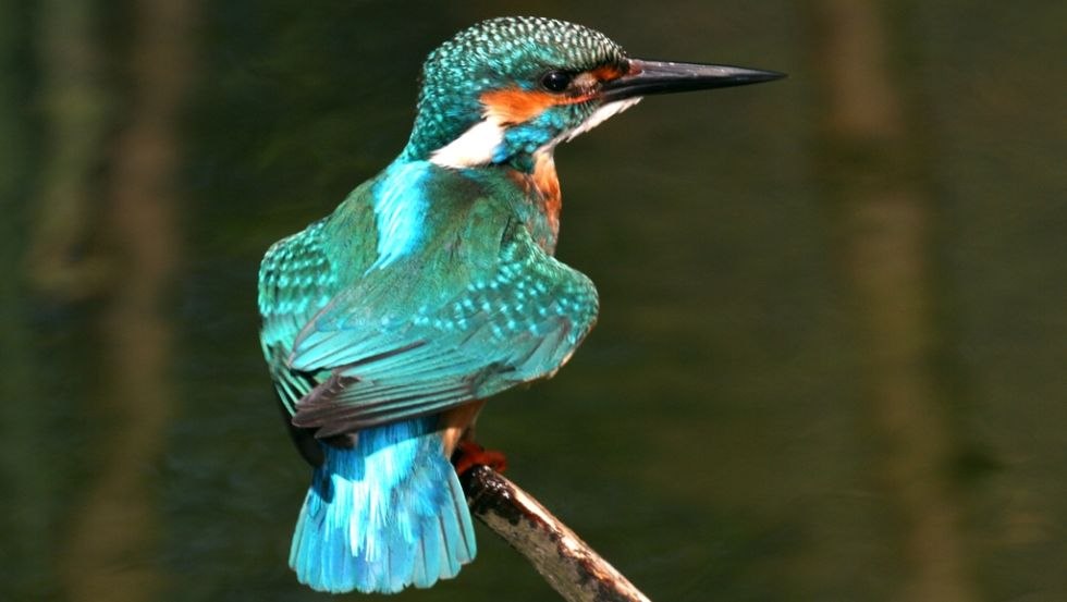 In den ruhigen Ecken der Alten Elde sucht der Eisvogel sein Fischerglück, © TV Mecklenburg-Schwerin e.V.