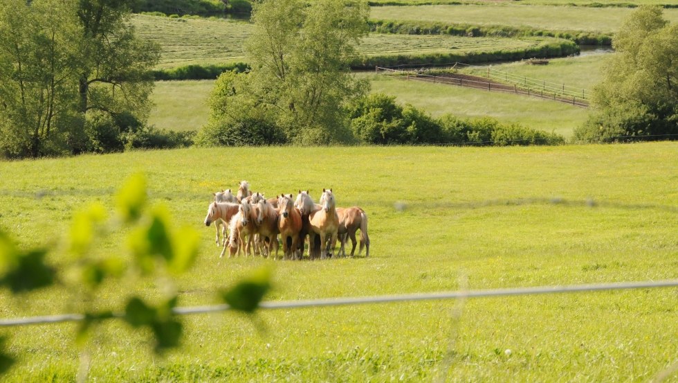 Haflinger Junghengste unweit des Hofes auf Usedom, © Reiterhof Sallenthin