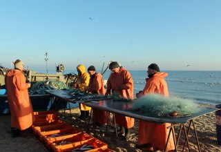 Der Hering wird aus dem Netz gepult, © MYFISH-ostsee, © Freddie Bijkerk