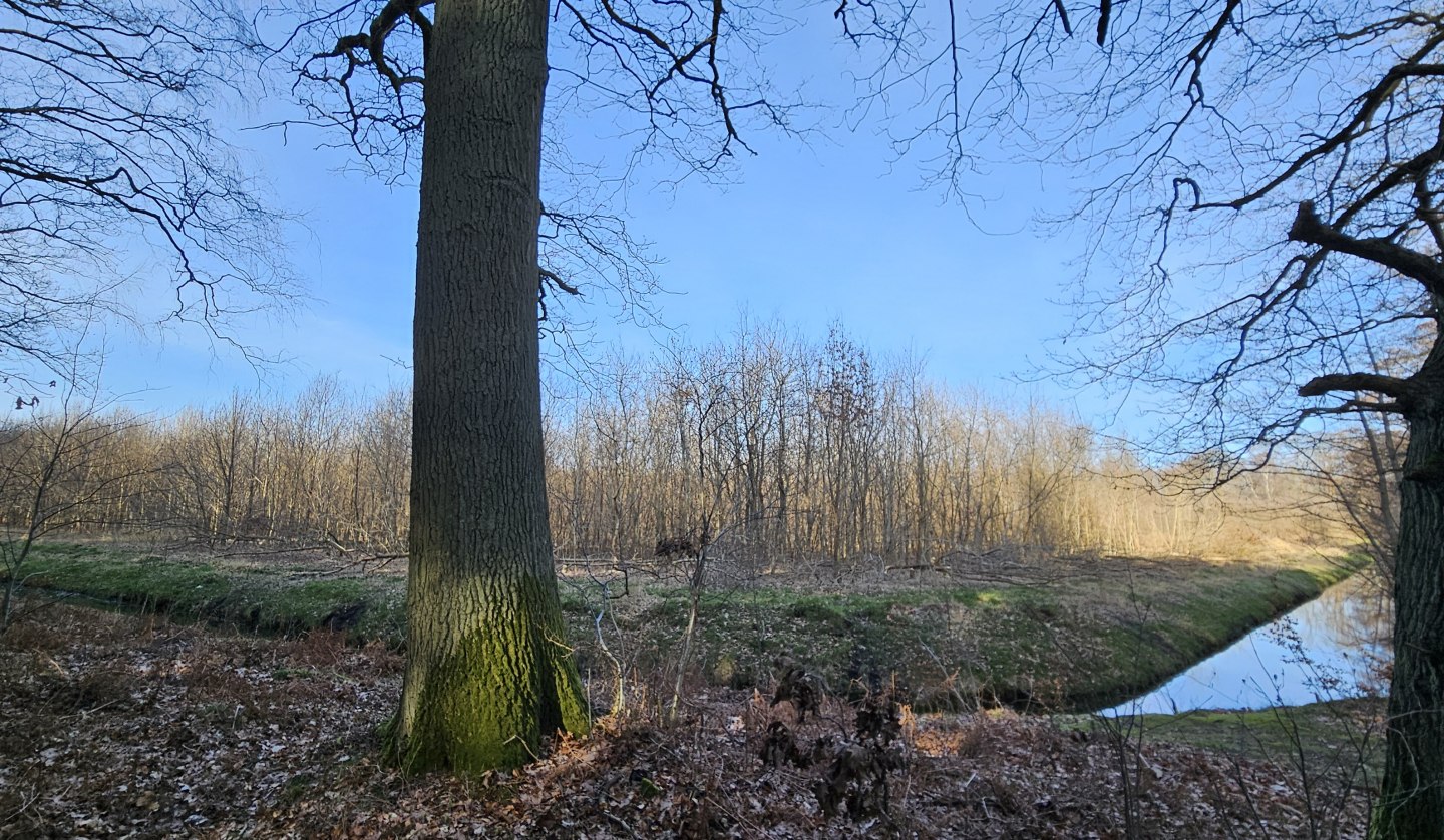 Seit 2011 wachsen die Bäume im Klimawald Koserow (Insel Usedom), © Landesforst MV