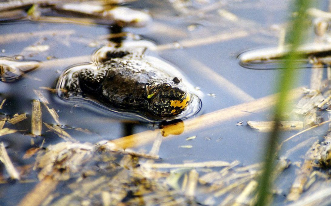 Im Festungsgraben leben noch wenige Exemplare der gefährdeten Rotbauchunke., © Wolfgang Stürzbecher