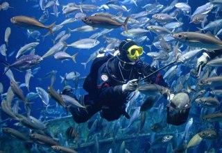 Ein Taucher im größten Aquarium des OZEANEUMs füttert die Fische. (Foto: Anke Neumeister/Deutsches Meeresmuseum)