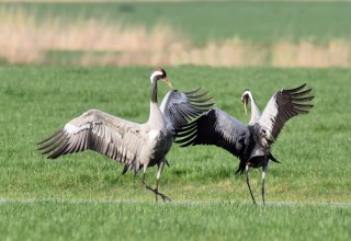 Balzende Kraniche im Frühjahr, © Karsten Peter