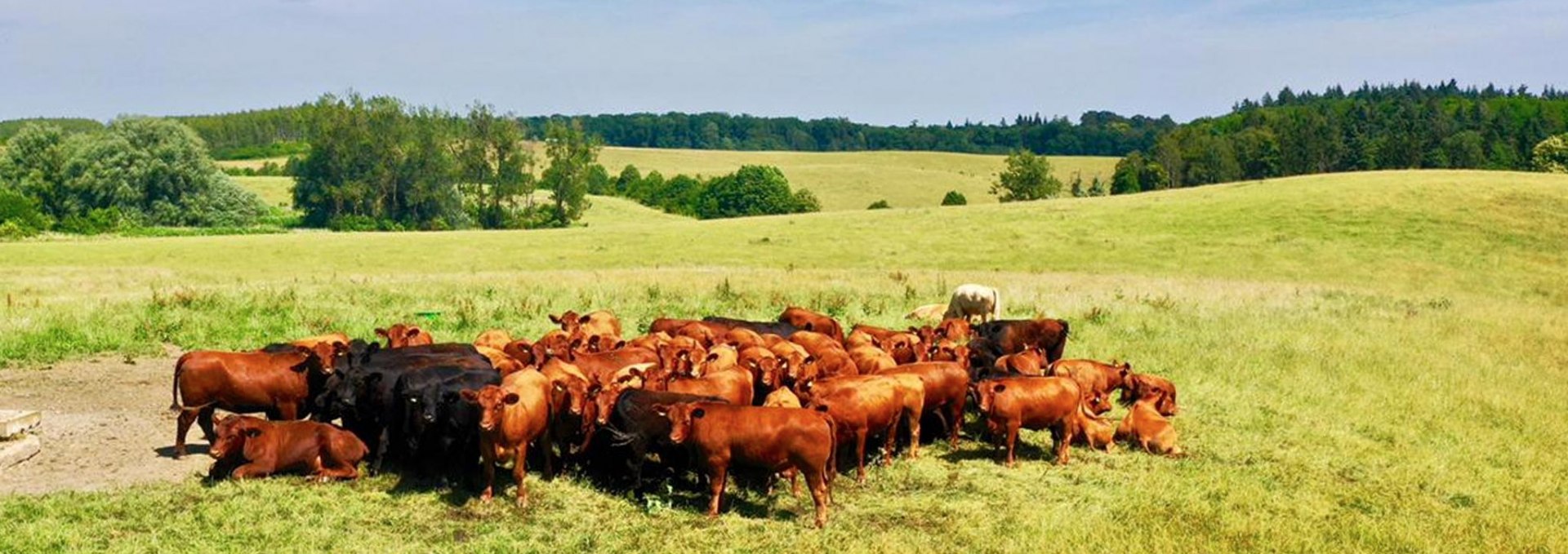 Auf dem Gut Klepelshagen gibt es saftige Wiesen und viel Platz für die Klepelshagener Bio Weiderinder, © Gourmet Manufaktur Gut Klepelshagen