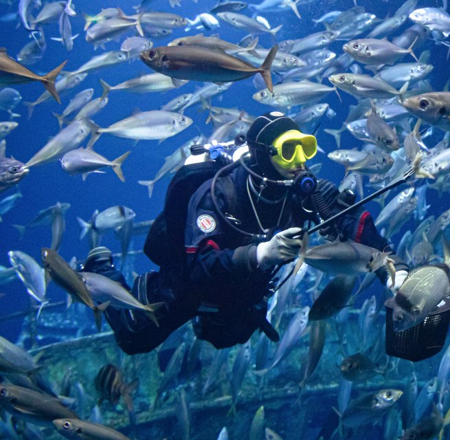 Ein Taucher im größten Aquarium des OZEANEUMs füttert die Fische. (Foto: Anke Neumeister/Deutsches Meeresmuseum)