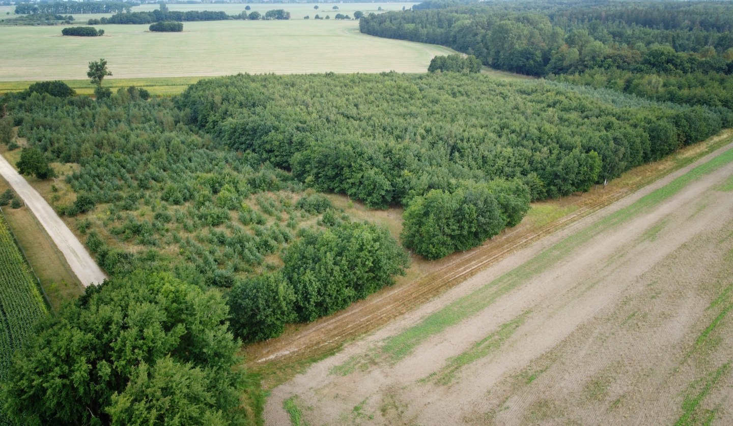 Klimawald Haidhof - Aufforstungsetappen, © Landesforst MV