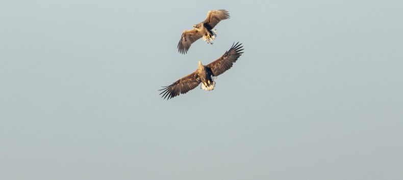 Seeadler bei der Balz., © Vogeltouren MV