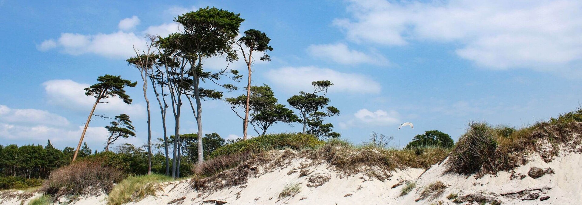 Wesstrand Darß mit Naturstrand im Sommer, © TMV/Gohlke