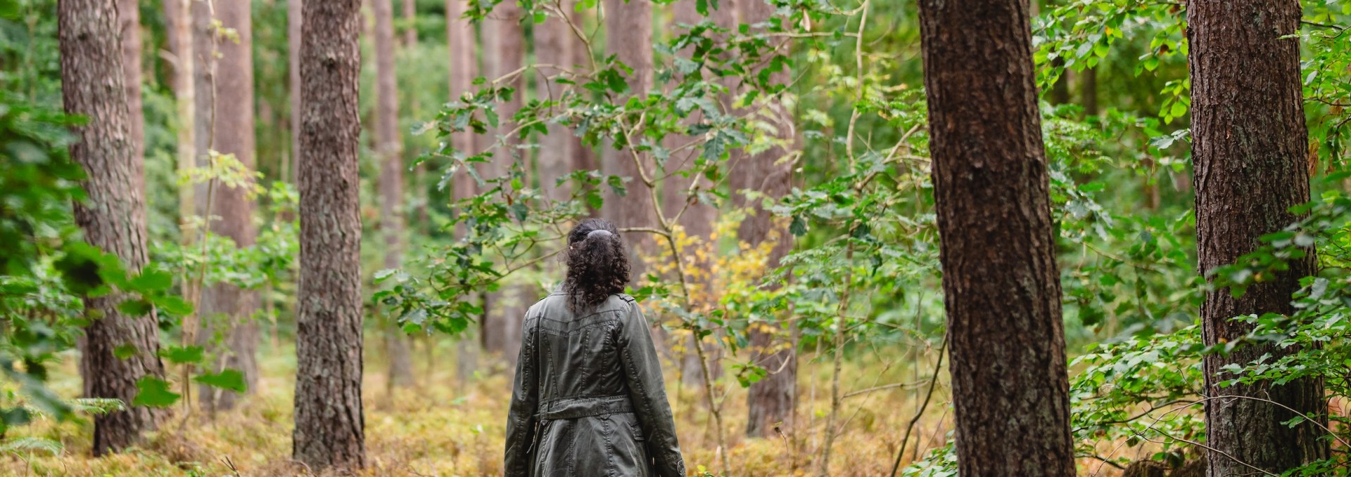 Zwischen den gigantischen Kiefern in den weitläufigen Wald- und Moorgebieten rund um das Ostseebad Graal-Müritz wirkt der Mensch ganz klein. Hier kann die Natur sich entfalten – und die Wildkräuter wachsen prächtig. , © TMV/Gross