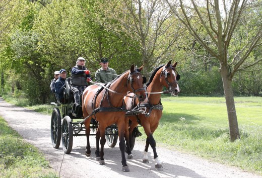 Kutsche fahren lernen auf dem Landgestüt Redefin, © TMV/Pantel