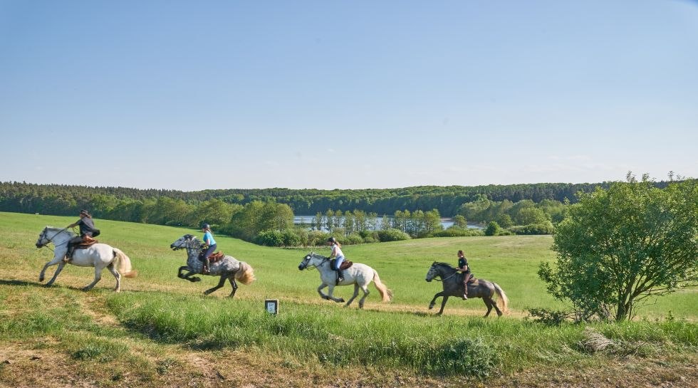 Impressionen des Ausreitens mit dem Gestüt Herian, © Michael Schauenberg