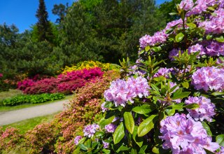 Farbenfrohe Rhododendren im Ostseeheilbad Graal-Müritz – ein Paradies für Naturliebhaber und Spaziergänger., © TMV/Gohlke