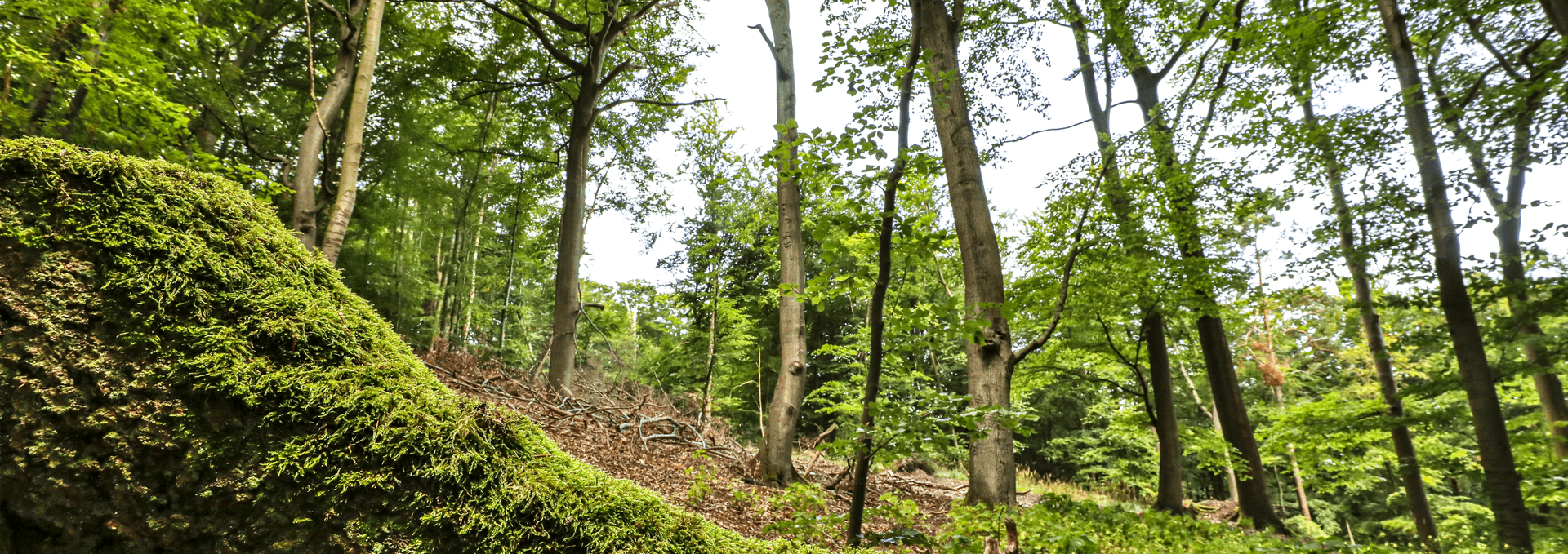 Kur- und Heilwald Heringsdorf, © TMV/Gohlke