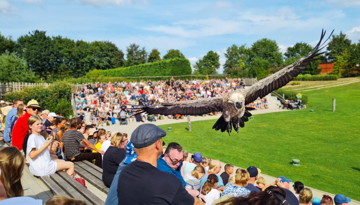 Vogelpark Marlow - Flugshow, © Vogelpark Marlow