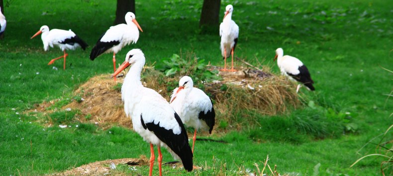 Begehbare Weißstorch-Anlage im Vogelpark Marlow, © Vogelpark Marlow