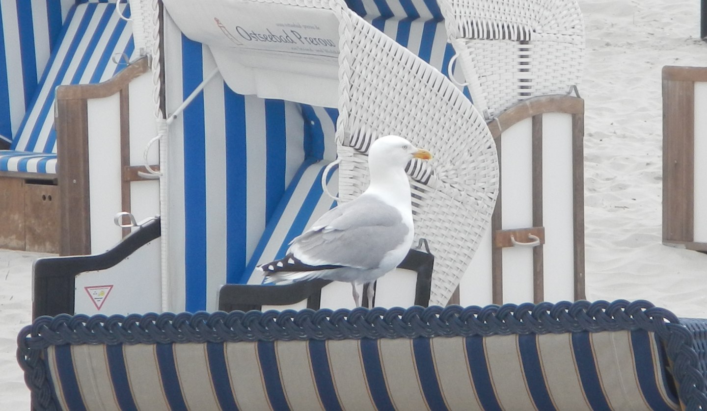 Möwe auf Strandkorb, © TV FDZ