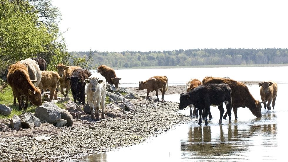 Rinder stehen am Ufer im Salzwasser, © Schillings Gasthof