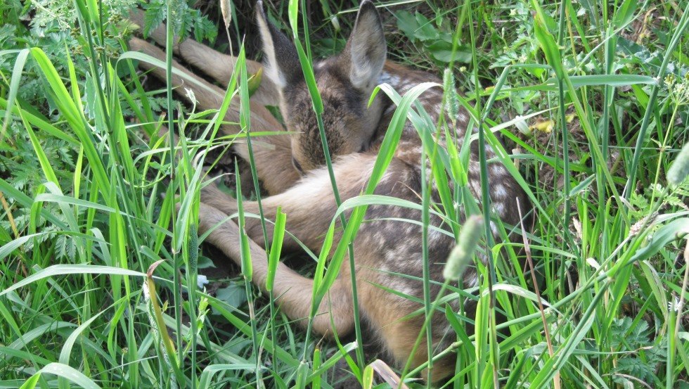 Sichtung eines Rehkitzes bei einer Wanderung durch das Biosphärenreservat Schaalsee, © Schaalsee-Ferien im alten Landhaus/Wahlig