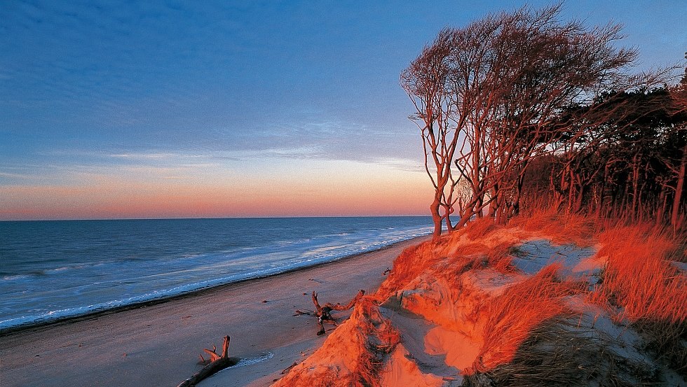 Windflüchter im Morgenrot am Darßer Weststrand, Fischland-Darß-Zingst, © TMV/Grundner