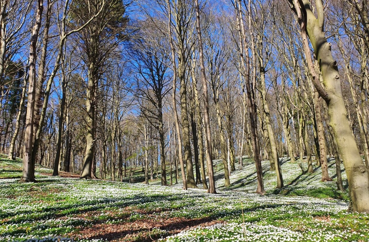 Waldbaden Fruehling (c) Kurverwaltung Göhren, © Kurverwaltung Goehren