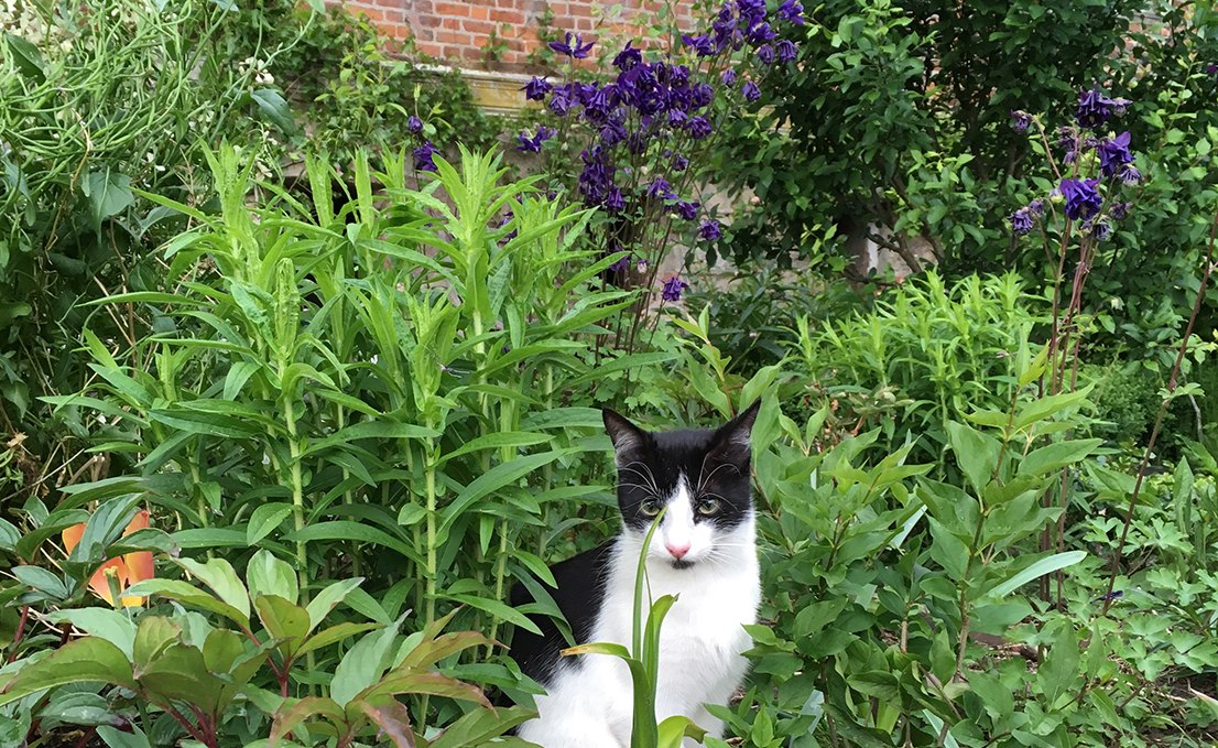 Schlosskater August, © Herrenhaus Goldenbow