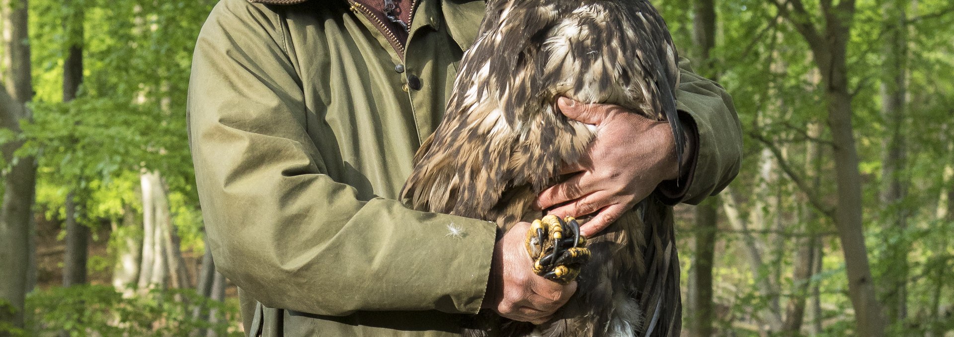 Seeadler, © Mario Müller