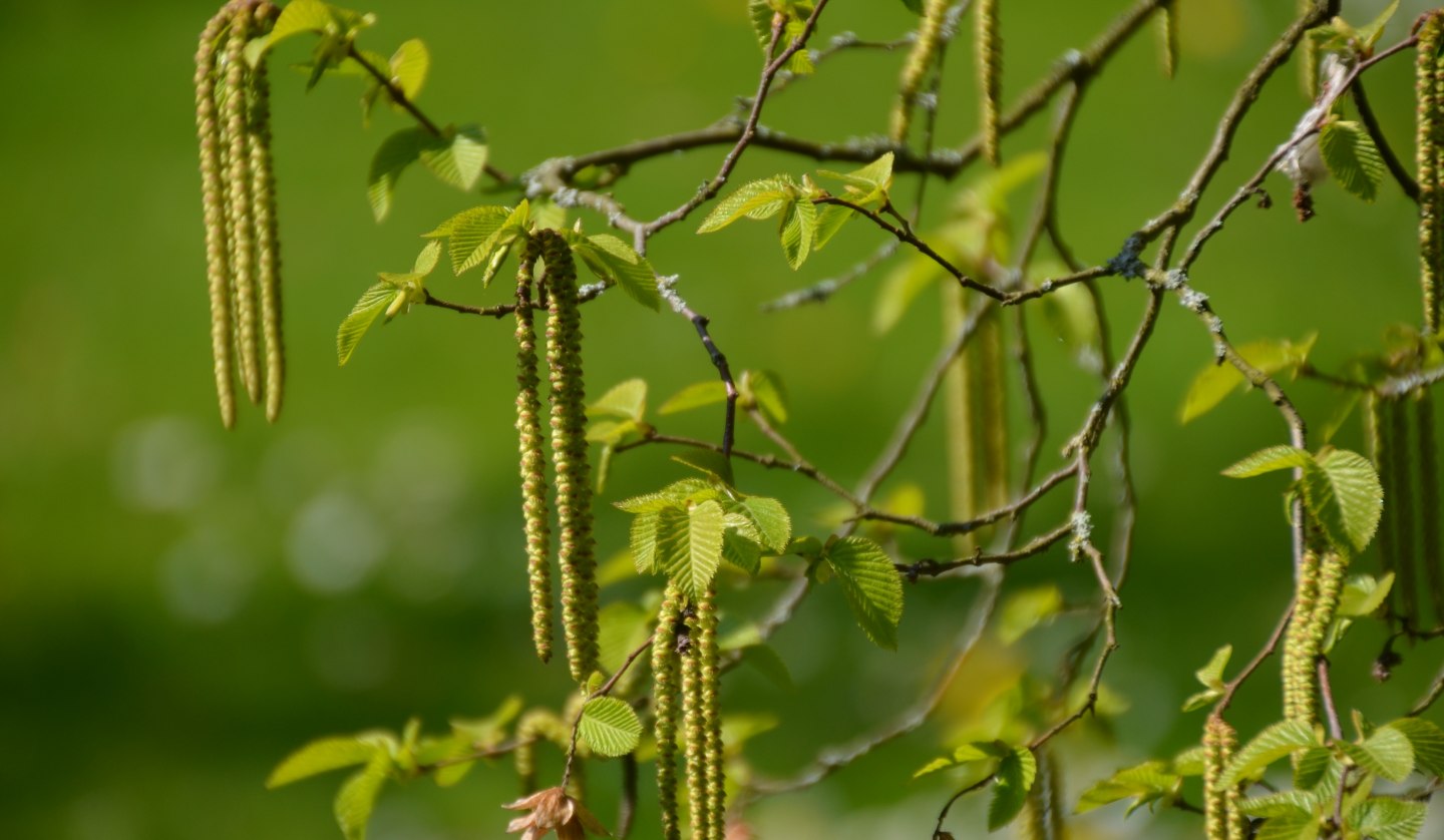 Natur pur in Stralsund, © TMV