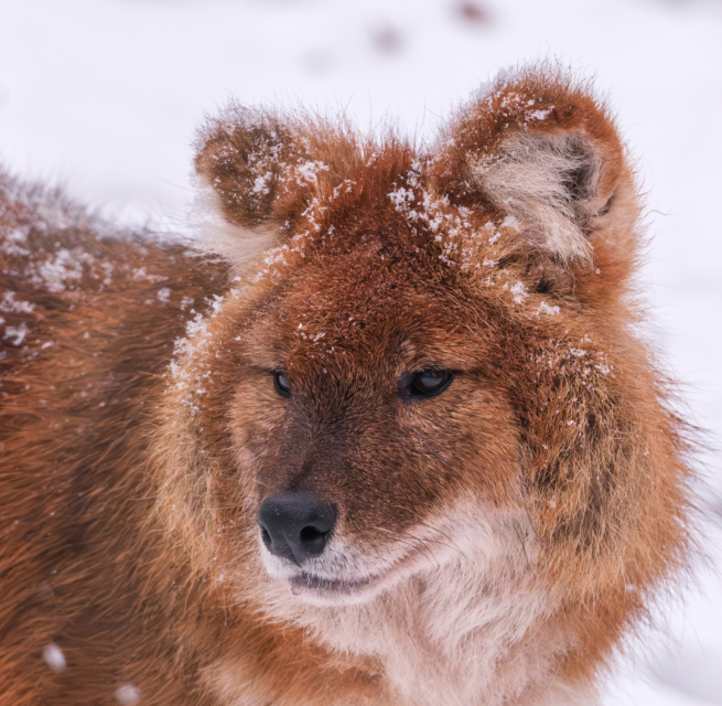 Wintersafari im Zoo Schwerin. Lernt den Zoo und seine Bewohner nach regulärer Schließzeit bei einer exklusiven Wintersafari kennen., © Zoo Schwerin