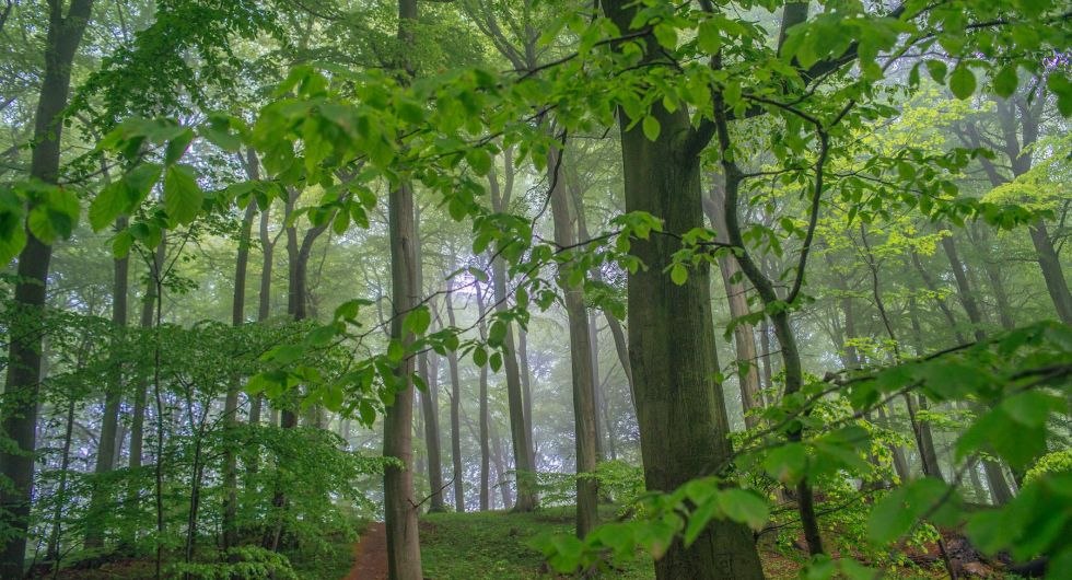 Wildnis im Nationalpark Jasmund, © TZR/C.Thiele