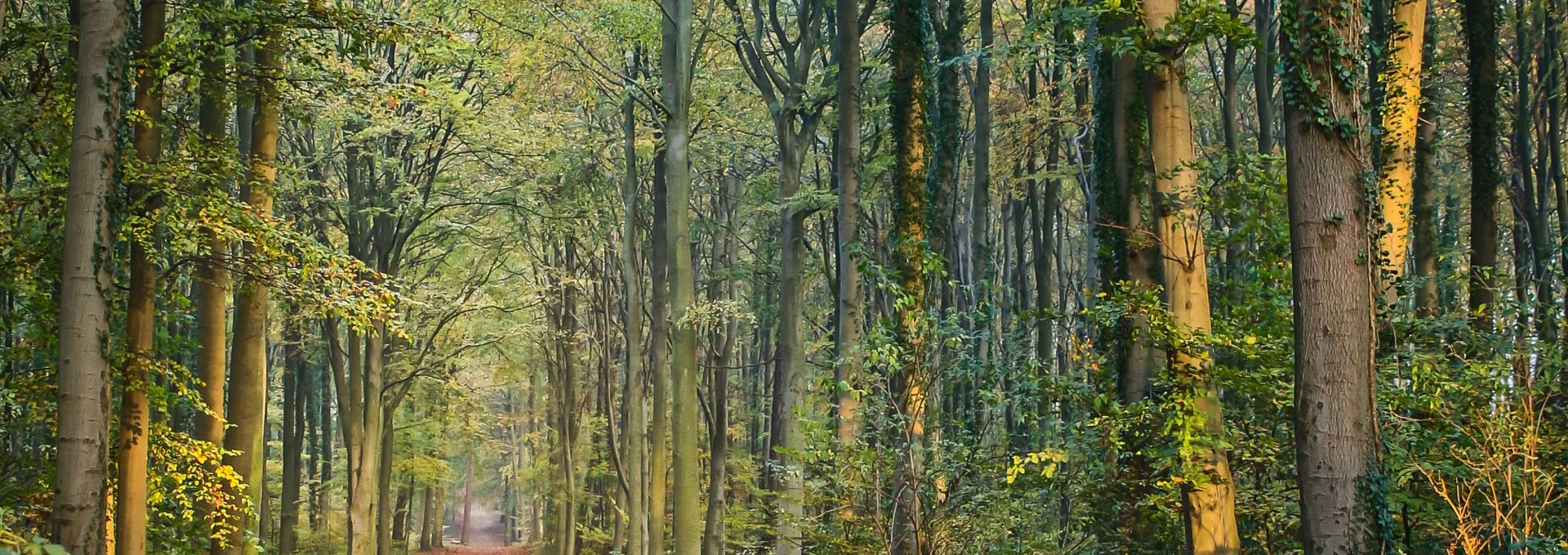 Familienwanderung im Küstenwald, © kv_loddin