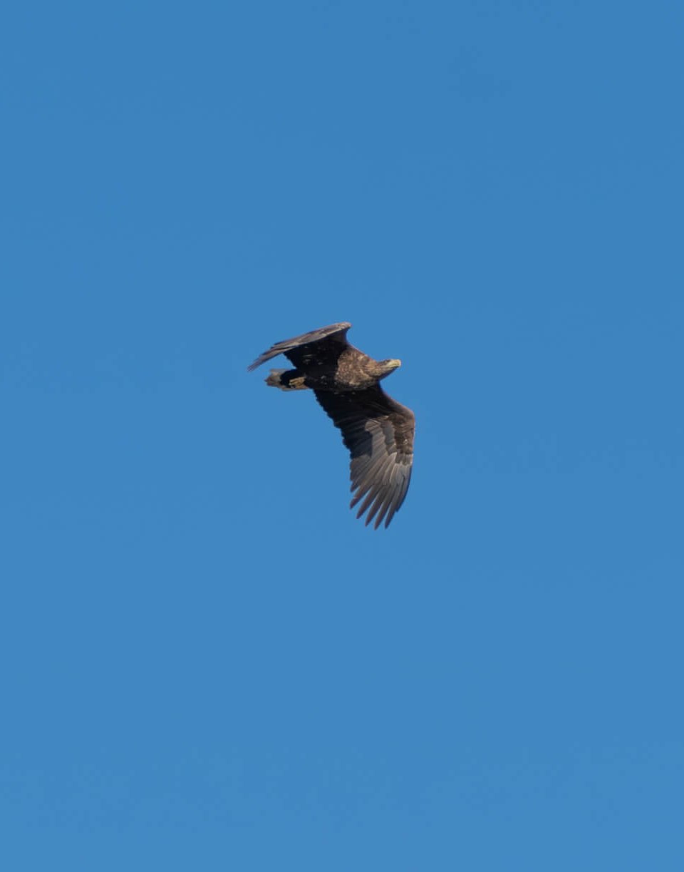 Fischadler im Flug vor einem wolkenlosen, blauen Himmel.