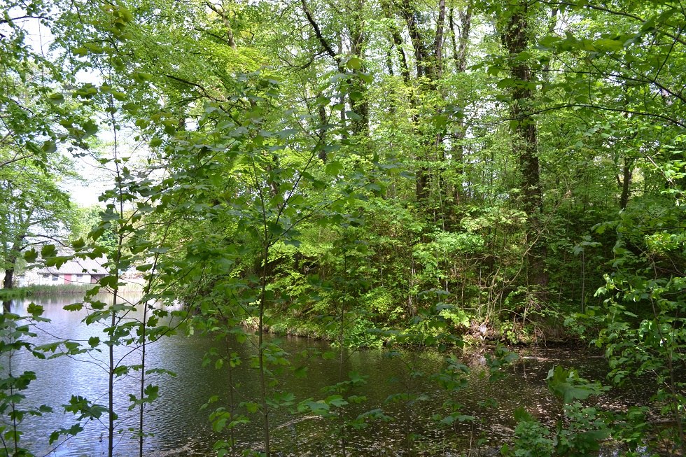 Blick über den Wassergraben zum bewaldeten Turmhügel., © Lutz Werner